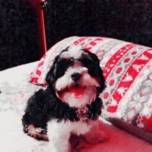 Meet your Posher, Elsa